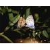 Silver-studded Blue P. argus 20 eggs Silver-studded Blue P. argus 20 eggs