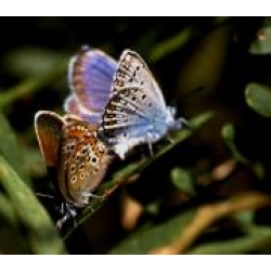 Silver-studded Blue P. argus 20 eggs