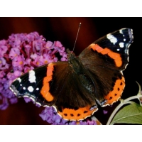 Red Admiral atalanta 3 pupae Red Admiral atalanta 3 pupae