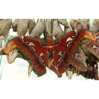 Giant Atlas Moth Attacus atlas cocoons