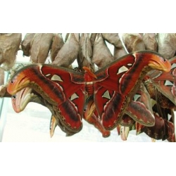 Giant Atlas Moth Attacus atlas 5 cocoons