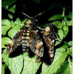Deathshead Hawk Atropos 1 Pack 15 Eggs or 10 larvae,