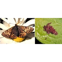 Irish Marsh Fritillary aurinia  egg batch