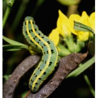 New Clouded Yellow Colias australis 10 Larvae