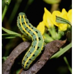New Clouded Yellow Colias australis 10 Larvae