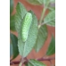Brown Hairstreak T. betulae 20 eggs Brown Hairstreak T. betulae 20 eggs