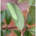 Brown Hairstreak T. betulae 20 eggs Brown Hairstreak T. betulae 20 eggs