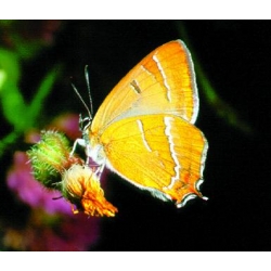 Brown Hairstreak T. betulae 20 eggs Brown Hairstreak T. betulae 20 eggs