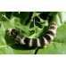 COLLECTION OF SIX SILKWORM VARIETIES COLLECTION OF SIX SILKWORM VARIETIES