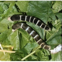 SILKWORM EGGS Bombyx mori  BLACK SILKWORM variety