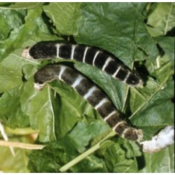 SILKWORM EGGS Bombyx mori  BLACK SILKWORM variety