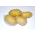 SILKWORM EGGS Bombyx mori  BLACK SILKWORM variety