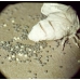 SILKWORM EGGS Bombyx mori  BLACK SILKWORM variety