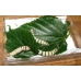 Plastic Box Size 4 Medium Flat. Carton of 9 Plastic Box Size 4 Medium Flat. Carton of 9
