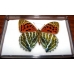 Plastic Box Size 4 Medium Flat. Carton of 9 Plastic Box Size 4 Medium Flat. Carton of 9