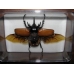Plastic Box Size 5 Large. Pack of 2