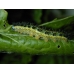 Large White Pieris brassicae 10 Pupae