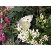 Large White Pieris brassicae 10 larvae