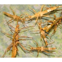 Giant Thorny Stick Insect Trachyaretaon bruekneri FIVE nymphs