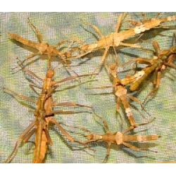 Giant Thorny Stick Insect Trachyaretaon bruekneri FIVE nymphs