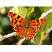 Comma larvae c-album 10 larvae Comma larvae c-album 10 larvae