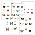 Collection C BUTTERFLIES OF DIFFERENT CONTINENTS (1)