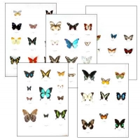 Collection C BUTTERFLIES OF DIFFERENT CONTINENTS (1)