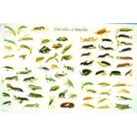 CHART Caterpillars of the British Butterflies