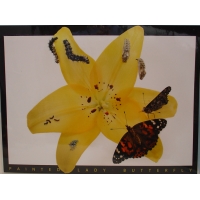 Painted Lady Life Cycle Laminated Chart