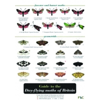 Day-flying Moths, a laminated fold-out chart