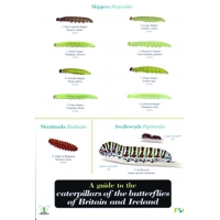 Caterpillars of Butterflies of Britain & Ireland, a laminated fold-out chart