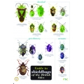 Shieldbugs of the British Isles, a laminated fold-out chart