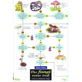 The Fungi Name Trail, a laminated fold-out chart