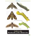 Hawkmoths of the British Isles, a laminated fold-out chart