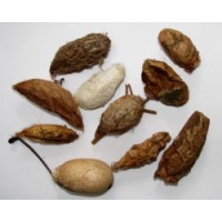 Silk Cocoon Collection