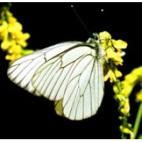 Black-veined White crataegi Egg Batch