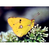 Clouded Yellow Crocea 10 Larvae