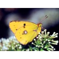 Clouded Yellow Crocea 5 pupae