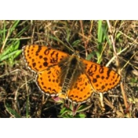 Spotted Fritillary Melitaea didyma 5 pupae