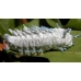 Edwards Atlas Attacus edwardsii 15 eggs