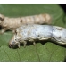 COLLECTION OF SIX SILKWORM VARIETIES COLLECTION OF SIX SILKWORM VARIETIES