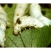 SILKWORM EGGS Bombyx mori MADAGASCAN GREEN COCOON variety SILKWORM EGGS Bombyx mori MADAGASCAN GREEN COCOON variety