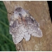 Lobster Moth fagi 3 pupae Lobster Moth fagi 3 pupae