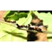 Lobster Moth fagi 3 pupae Lobster Moth fagi 3 pupae