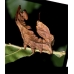 Lobster Moth fagi 3 pupae Lobster Moth fagi 3 pupae