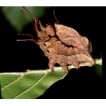 Lobster Moth fagi 3 pupae