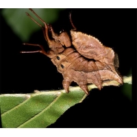 Lobster Moth fagi 3 pupae Lobster Moth fagi 3 pupae
