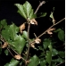 Lobster Moth fagi 3 pupae Lobster Moth fagi 3 pupae