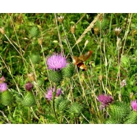 Broad-bordered Bee Hawk H fuciformis pupae