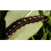 Bedstraw Hawk gallii 3 pupae